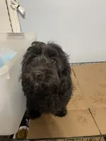 Marley, a male Cavapoo for sale in Chattanooga, TN – Photo 1 of 8