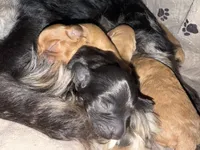 Marley, a male Cavapoo for sale in Chattanooga, TN – Photo 10 of 10