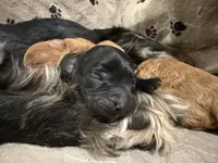 Marley, a male Cavapoo for sale in Chattanooga, TN – Photo 3 of 10