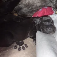 Marley, a male Cavapoo for sale in Chattanooga, TN – Photo 2 of 3