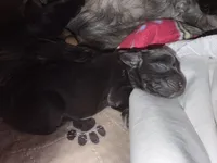 Marley, a male Cavapoo for sale in Chattanooga, TN – Photo 6 of 10