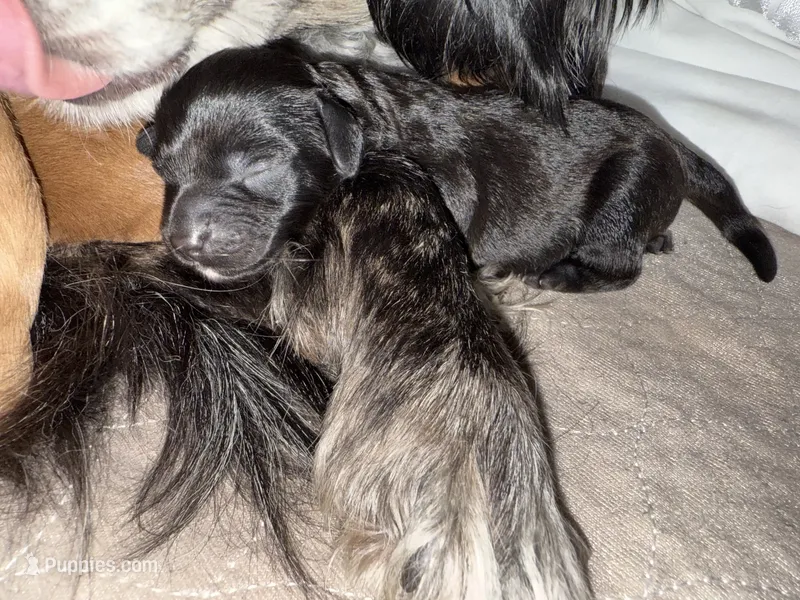 Marley – Cavapoo puppy for sale in Chattanooga, TN