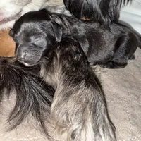 Marley, a male Cavapoo for sale in Chattanooga, TN – Photo 1 of 3