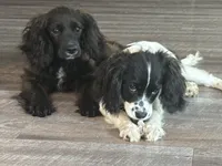 Freckles, a male Cavapoo for sale in Chattanooga, TN – 6 of 10