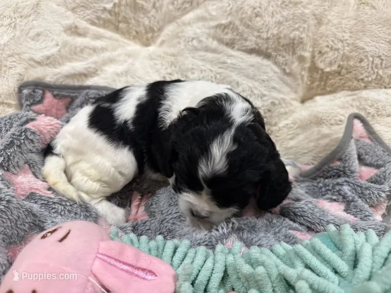 Caleb, a male Cavapoo for sale in Chattanooga, TN – 1 of 10