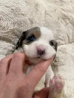 Precious, a female Cavapoo for sale in Chattanooga, TN – 6 of 10