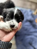 Freckles, a male Cavapoo for sale in Chattanooga, TN – 8 of 10