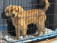 Cooper, a male Cavapoo for sale in Chattanooga, TN – Photo 7 of 10