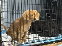 Cooper, a male Cavapoo for sale in Chattanooga, TN – Photo 3 of 10