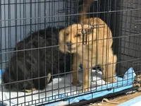 Cooper, a male Cavapoo for sale in Chattanooga, TN – Photo 8 of 10