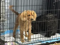 Cooper, a male Cavapoo for sale in Chattanooga, TN – Photo 5 of 10