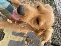 Cooper, a male Cavapoo for sale in Chattanooga, TN – Photo 9 of 10