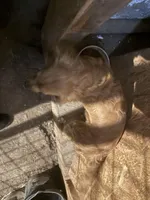 Cooper, a male Cavapoo for sale in Chattanooga, TN – Photo 6 of 10