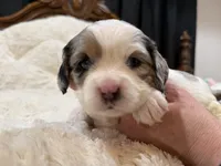 Precious, a female Cavapoo for sale in Chattanooga, TN – 4 of 10