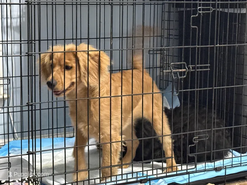 Cooper – Cavapoo puppy for sale in Chattanooga, TN