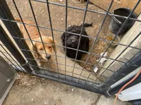 Cooper, a male Cavapoo for sale in Chattanooga, TN – Photo 7 of 8