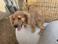 Cooper, a male Cavapoo for sale in Chattanooga, TN – Photo 6 of 8