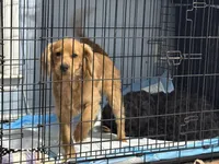 Cooper, a male Cavapoo for sale in Chattanooga, TN – Photo 2 of 8