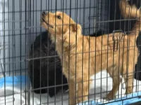 Cooper, a male Cavapoo for sale in Chattanooga, TN – Photo 4 of 8