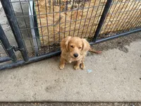 Cooper, a male Cavapoo for sale in Chattanooga, TN – Photo 8 of 8