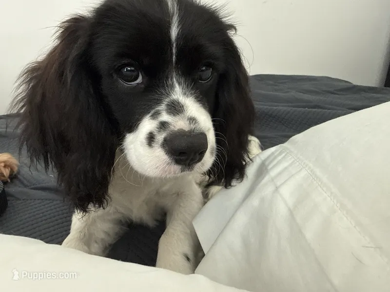 Freckles – Cavapoo puppy for sale in Chattanooga, TN