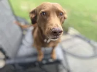 Leo, a male Deutscher Wachtelhund and Labrador Retriever for sale in Chattanooga, TN – 1 of 10