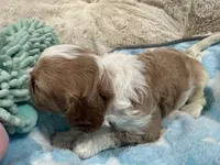 Henry, a male Cavapoo for sale in Chattanooga, TN – 9 of 10