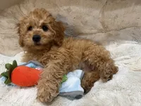 Teddy, a male Cavapoo for sale in Chattanooga, TN – 10 of 10