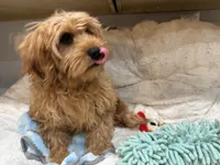 Theo, a male Cavapoo for sale in Chattanooga, TN – 9 of 10
