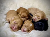 Honey, a male Cavapoo for sale in Chattanooga, TN – Photo 5 of 10