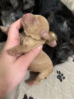 Honey, a male Cavapoo for sale in Chattanooga, TN – Photo 8 of 10