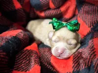 Honey, a male Cavapoo for sale in Chattanooga, TN – Photo 3 of 10