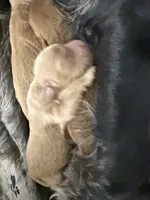 Honey, a male Cavapoo for sale in Chattanooga, TN – Photo 6 of 10