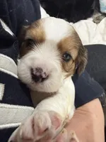 Callie, a female Cavapoo for sale in Chattanooga, TN – 4 of 10