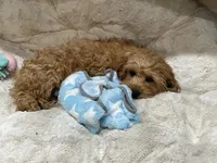 Theo, a male Cavapoo for sale in Chattanooga, TN – 6 of 10