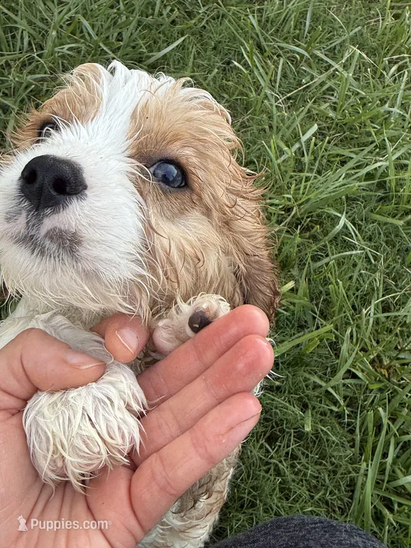 Henry – Cavapoo puppy for sale in Chattanooga, TN