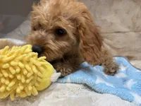 Teddy, a male Cavapoo for sale in Chattanooga, TN – 9 of 10