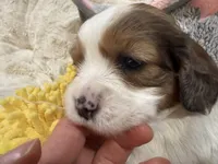 Callie, a female Cavapoo for sale in Chattanooga, TN – 7 of 10