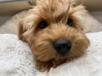 Charlie, a male Cavapoo for sale in Chattanooga, TN – 3 of 10