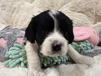 Caleb, a male Cavapoo for sale in Chattanooga, TN – 4 of 10