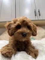 Marley, a male Cavapoo for sale in Chattanooga, TN – 7 of 10
