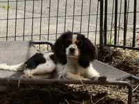 Freckle friend, a male Cavalier King Charles Spaniel for sale in Chattanooga, TN – Photo 5 of 10