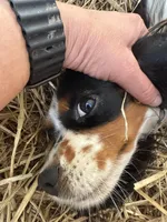 Freckle friend, a male Cavalier King Charles Spaniel for sale in Chattanooga, TN – Photo 4 of 10