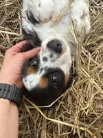 Freckle friend, a male Cavalier King Charles Spaniel for sale in Chattanooga, TN – Photo 3 of 10