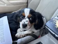 Freckle friend, a male Cavalier King Charles Spaniel for sale in Chattanooga, TN – Photo 2 of 10