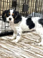 Freckle friend, a male Cavalier King Charles Spaniel for sale in Chattanooga, TN – Photo 6 of 10