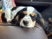 Freckle friend, a male Cavalier King Charles Spaniel for sale in Chattanooga, TN – Photo 9 of 10