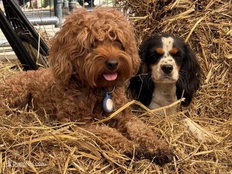 Freckle friend – Cavalier King Charles Spaniel puppy for sale in Chattanooga, TN