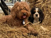 Freckle friend, a male Cavalier King Charles Spaniel for sale in Chattanooga, TN – Photo 1 of 10