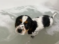 Freckle friend, a male Cavalier King Charles Spaniel for sale in Chattanooga, TN – Photo 8 of 10